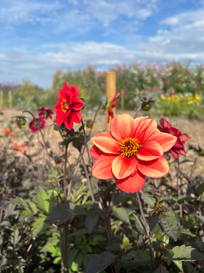 Vibrant red and orange Dahlia Bishop&