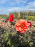 Vibrant red and orange Dahlia Bishop&