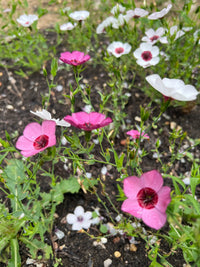Close-up of Linum Bright Eyes by Bishy Barnabees Cottage Garden—pink and white blooms with green stems brighten the dark soil, creating a lively, natural garden scene.