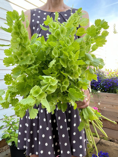 In a garden with colorful planters and purple flowers, someone holds a large bundle of fresh green Bells of Ireland from Bishy Barnabees Cottage Garden Ltd, wearing a sleeveless gray polka dot dress.