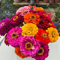 A vibrant bouquet of Bishy Barnabees Cottage Garden's Zinnia Giants of California in pink, orange, yellow, and red is displayed on a white outdoor table, with potted plants and blurred cutting patch flowers in the background.
