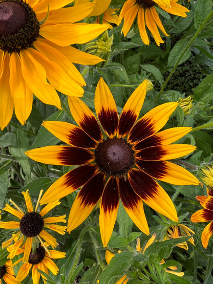 Vibrant Rudbeckia Autumn Forest flowers in yellow and dark red, brightening up a garden from summer to autumn.
