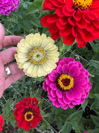 A hand holds a pale yellow-green Zinnia Green Envy flower among red and pink zinnias, surrounded by lush leaves—ideal for gardeners seeking unique blooms from Bishy Barnabees Cottage Garden’s Green Envy seeds.