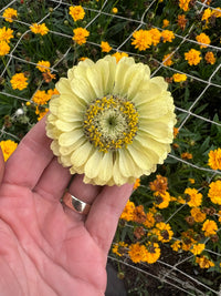 A hand displays the Bishy Barnabees Cottage Garden Zinnia Green Envy, featuring layered pale yellow-green petals and a yellow center, surrounded by chartreuse blooms and bright orange flowers. A ring is visible on the person's finger.