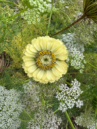 A Zinnia Green Envy flower from Bishy Barnabees Cottage Garden, with pale yellow-green petals, bloomed at the center amidst soft white Queen Anne’s lace and lush foliage, evoking chartreuse-lime garden beauty.
