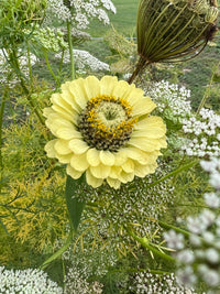A pale yellow heirloom Zinnia flower blooms with Queen Anne’s lace amid green foliage. Plant your own Bishy Barnabees Cottage Garden Zinnia Green Envy seeds for chartreuse-lime green flowers in any garden.