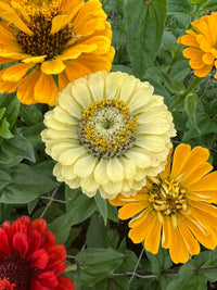 A close-up of vibrant Zinnia flowers in yellow, cream, orange, red, and chartreuse-lime from Bishy Barnabees Cottage Garden’s Zinnia Green Envy seeds, surrounded by lush green leaves.