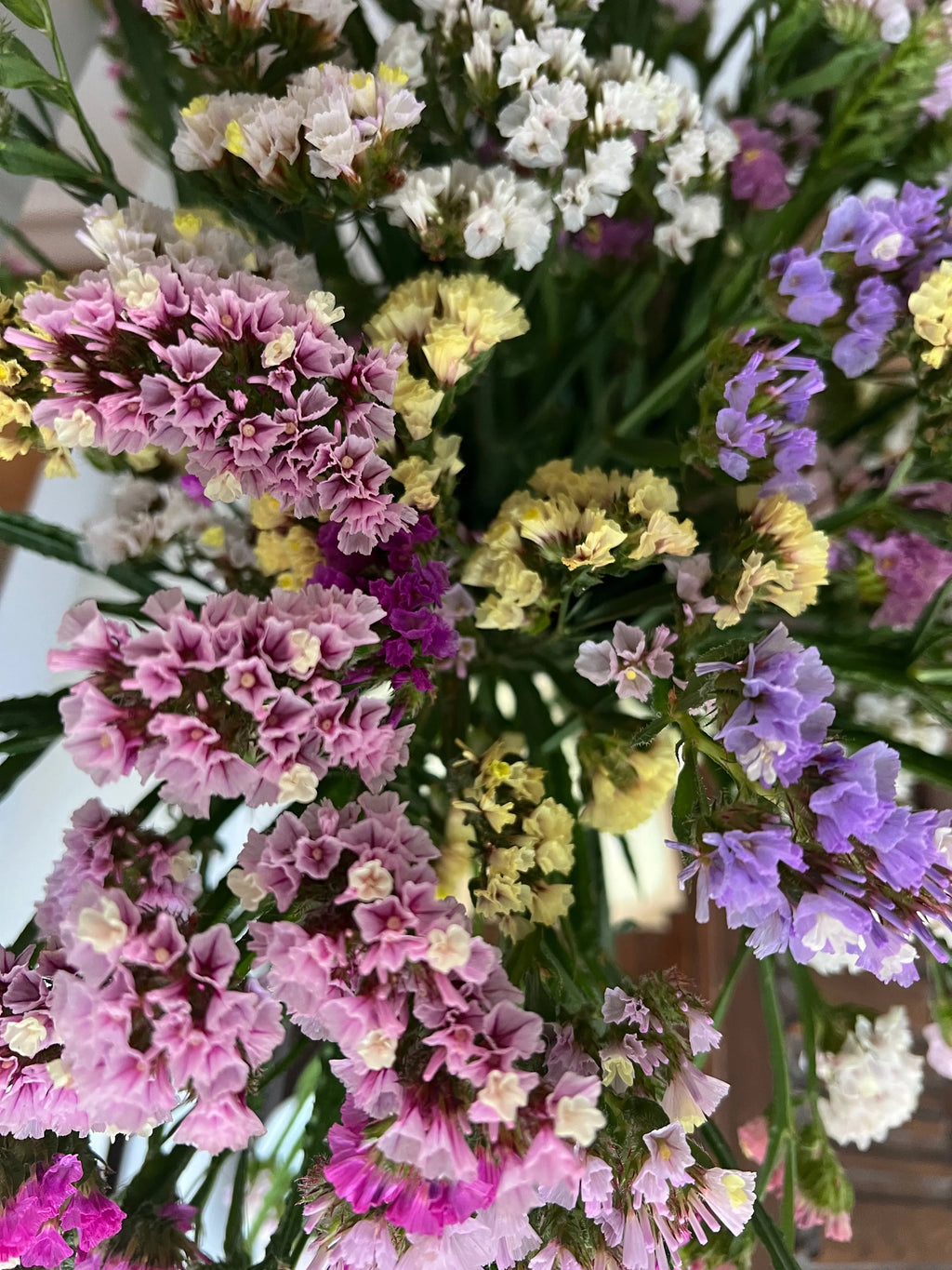 A close-up of Statice Hipster Mixed by Bishy Barnabees Cottage Garden shows a dense bouquet in pink, purple, yellow, and white with green stems—ideal for sustainable winter wreaths or growing from seed.
