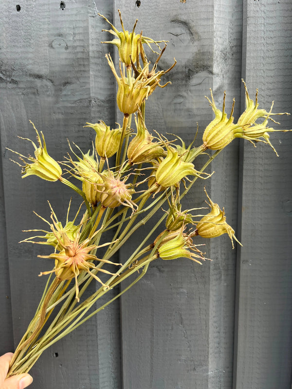 A hand holds Bishy Barnabees Cottage Garden Nigella Hispanica Seed Heads Dried—spiky pods in yellow and brown hues on long green stems, perfect for dried flower arrangements, shown against a gray wooden fence.