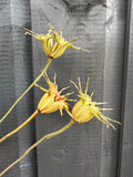 Three dried yellow Nigella Hispanica Seed Heads from Bishy Barnabees Cottage Garden with spiky pods on long stems are displayed against a dark gray wooden fence, ideal for a striking dried flower arrangement.