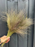 A hand holds a bunch of delicate Panicum Dried stems from Bishy Barnabees Cottage Garden, with tiny seeds, in front of a dark gray wooden wall.