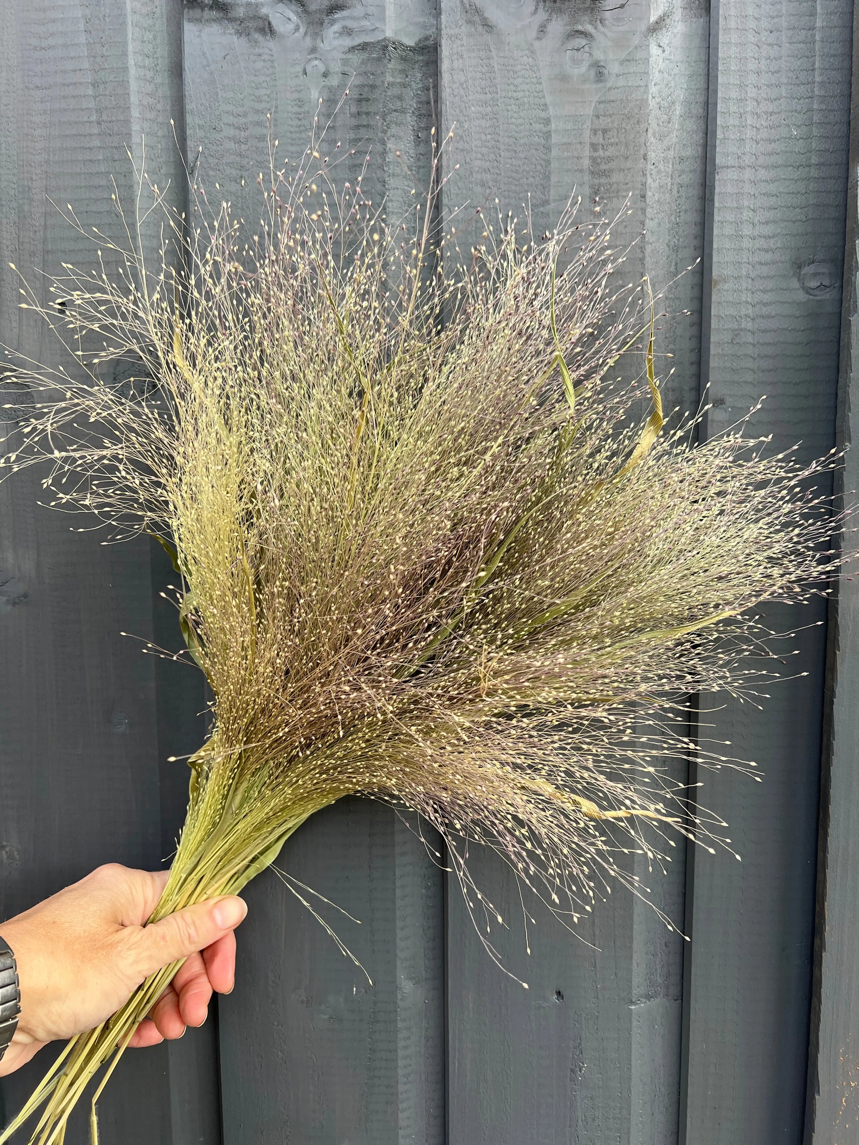 A hand holds a bunch of delicate Panicum Dried stems from Bishy Barnabees Cottage Garden, with tiny seeds, in front of a dark gray wooden wall.
