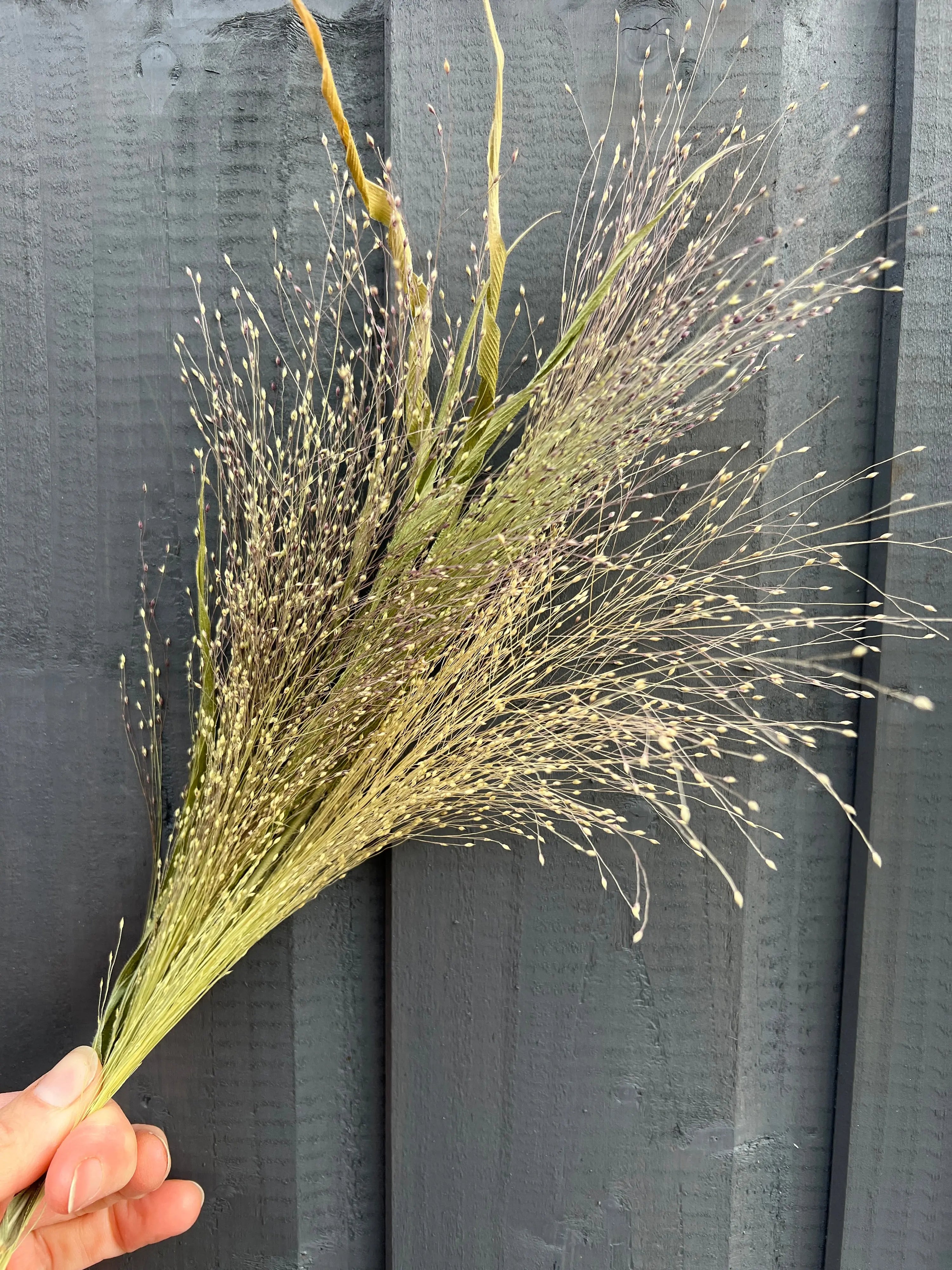 A hand holds a bunch of Bishy Barnabees Cottage Garden Panicum Dried, featuring delicate, thin stems and small seed heads, set against a dark wooden background.