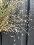 Panicum Dried by Bishy Barnabees Cottage Garden features delicate, branching stems and small seed heads, set against a dark gray wooden fence. The muted tones highlight the texture and detail of this ornamental grass.