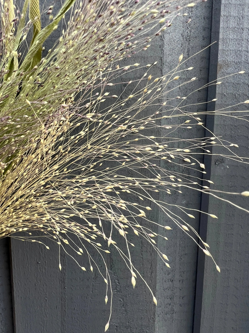 Panicum Dried by Bishy Barnabees Cottage Garden features delicate, branching stems and small seed heads, set against a dark gray wooden fence. The muted tones highlight the texture and detail of this ornamental grass.