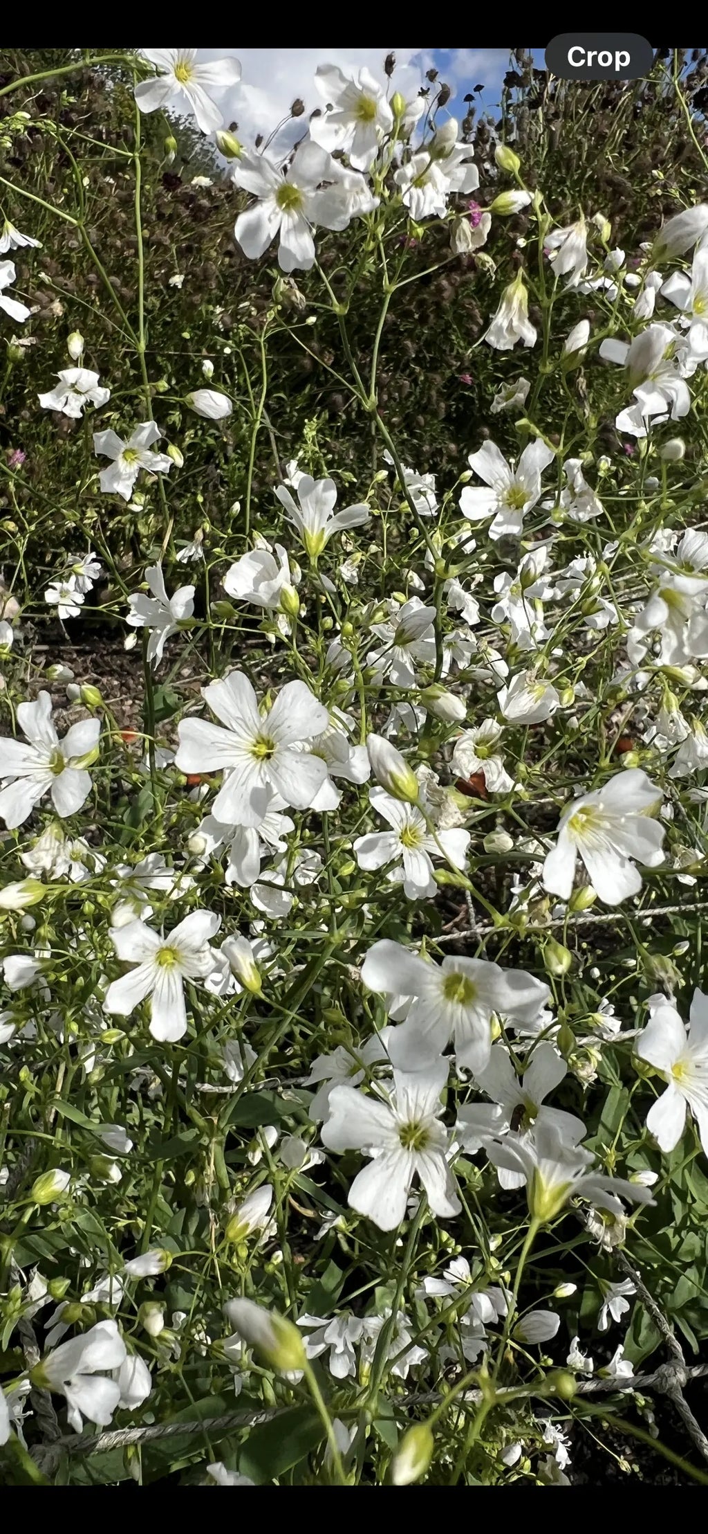 Gypsophila Covent Garden – cluster of white flowers against foliage and sky