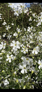 Gypsophila Covent Garden – cluster of white flowers against foliage and sky