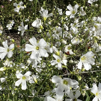 A cluster of delicate white Gypsophila Covent Garden flowers by Bishy Barnabees Cottage Garden blooms outdoors on slender green stems, set against a softly blurred background of foliage and sky.