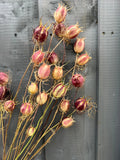 Nigella Seeds Heads Dried by Bishy Barnabees Cottage Garden feature pink and purple-hued seed pods on tall stems, clustered together with wiry strands—ideal for dried flower arrangements.