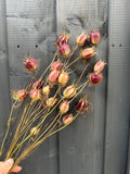 A hand holds Nigella Seeds Heads Dried from Bishy Barnabees Cottage Garden, featuring purple and beige pods with spiky filaments—perfect for dried flower arrangements—set against a dark gray wooden wall.