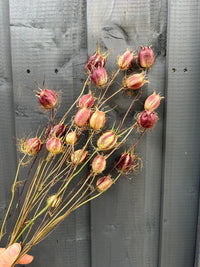 A hand holds Nigella Seeds Heads Dried from Bishy Barnabees Cottage Garden, featuring purple and beige pods with spiky filaments—perfect for dried flower arrangements—set against a dark gray wooden wall.