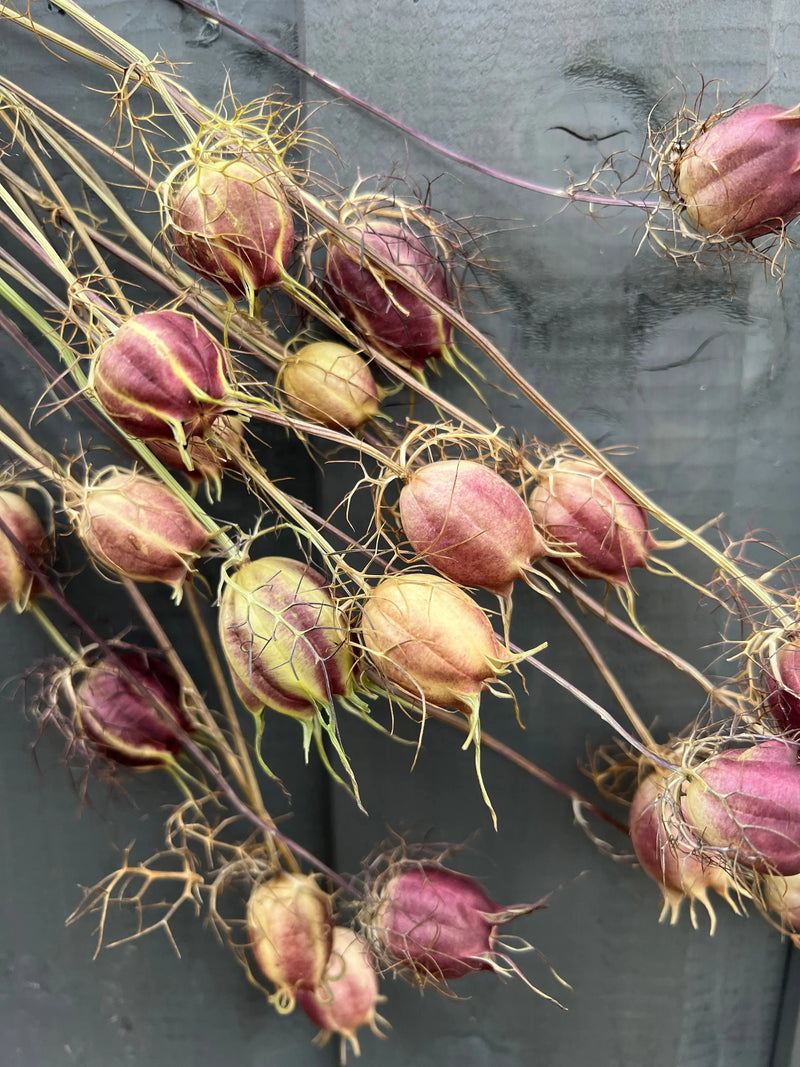 Nigella Seeds Heads Dried by Bishy Barnabees Cottage Garden feature purple and green hues with wispy tendrils—perfect accents for dried flower arrangements, displayed against a gray wooden background.