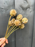 A hand holds a small bouquet of Bishy Barnabees Cottage Garden Scabious Stellata Seed Heads Dried, with sculptural seed heads and long stems, displayed in front of a gray wooden fence.