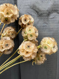 Scabious Stellata Seed Heads Dried by Bishy Barnabees Cottage Garden, featuring delicate ribbed petals and thin stems, are artfully arranged against a textured dark gray wooden background.