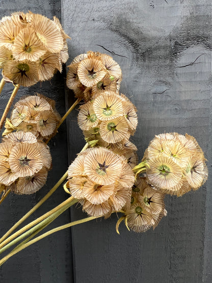 Dried Scabious Stellata seed heads with intricate patterns against a wooden background, showcasing natural, sustainable florals from Norfolk.