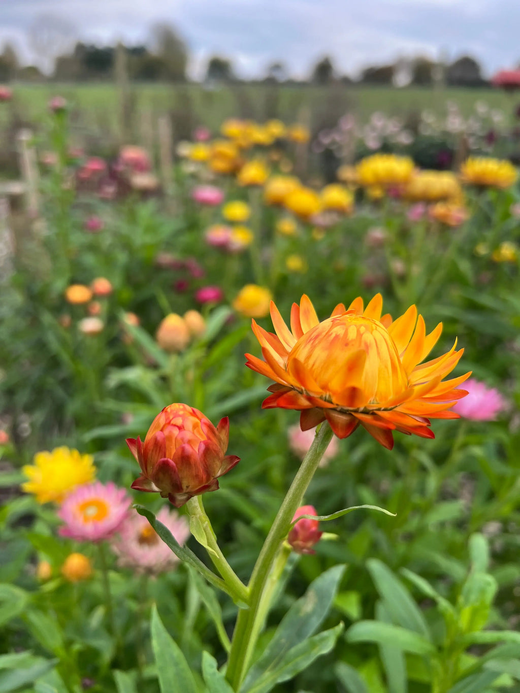 Close-up of a Strawflower Helichrysum Swiss Giant Mix by Bishy Barnabees Cottage Garden in bloom, with a bud beside it and surrounded by vibrant yellow and pink everlasting flowers amid green foliage in a blurred rural setting.