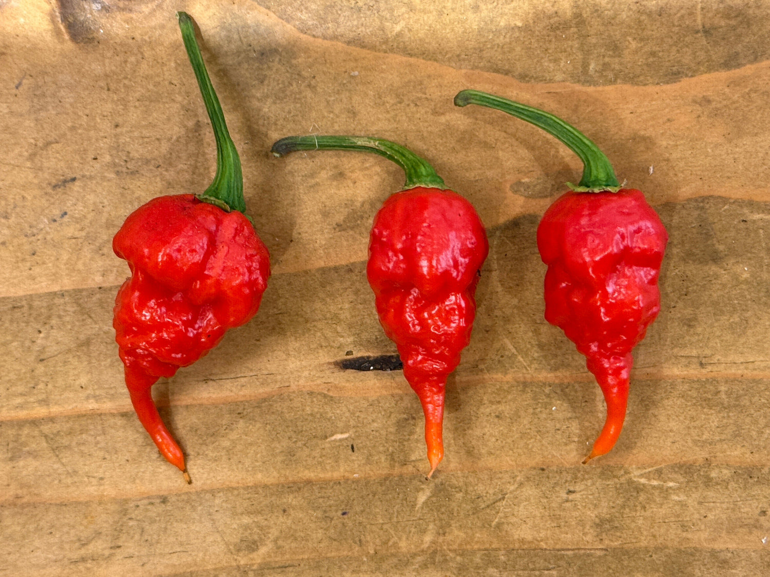 Three vibrant red Trinidad Scorpion chillies on a wooden background, showcasing their unique wrinkled shape.