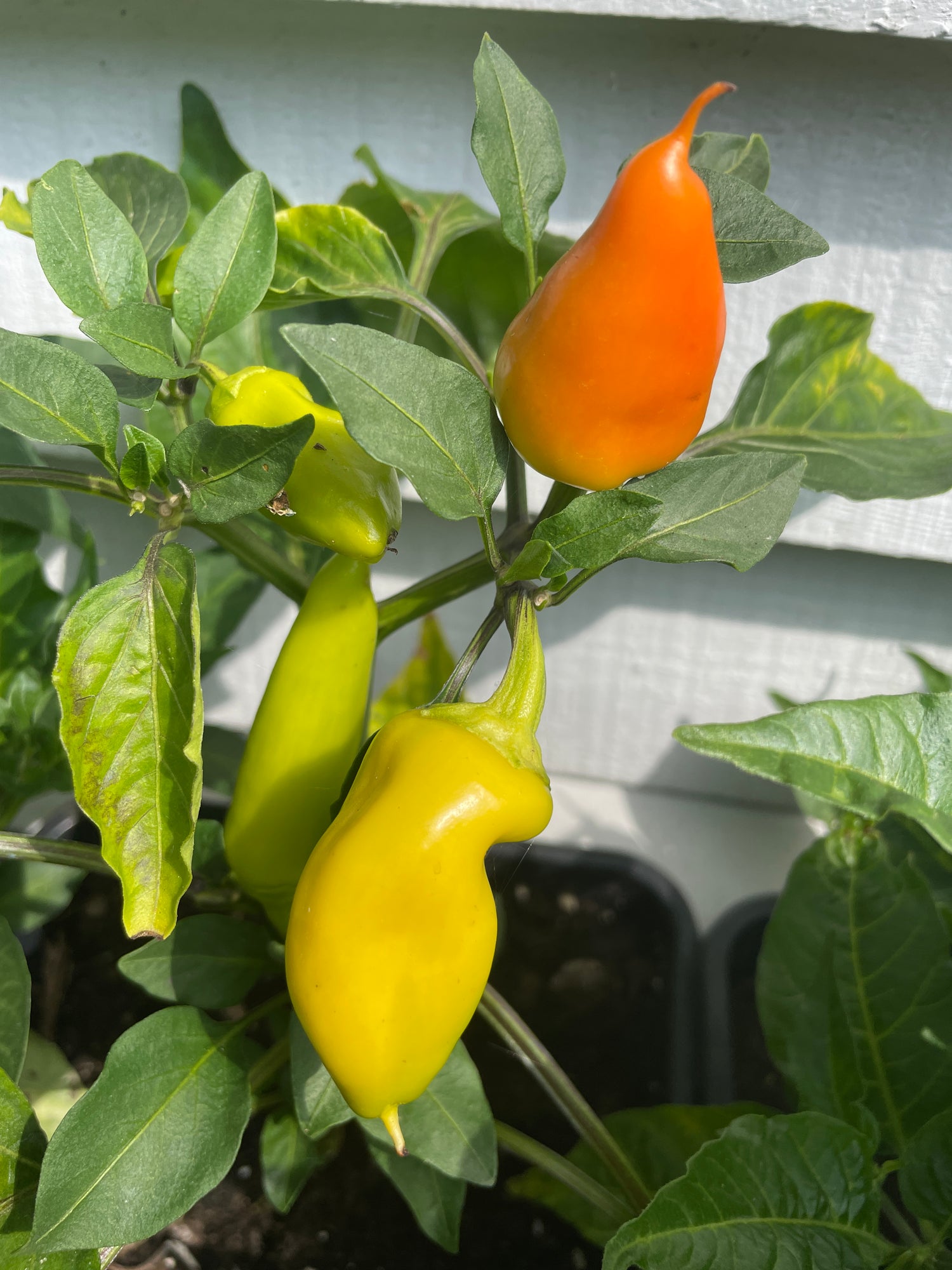Hungarian Hot Wax Chilli plant with ripe yellow and orange pods, showcasing the vibrant colors and healthy growth.