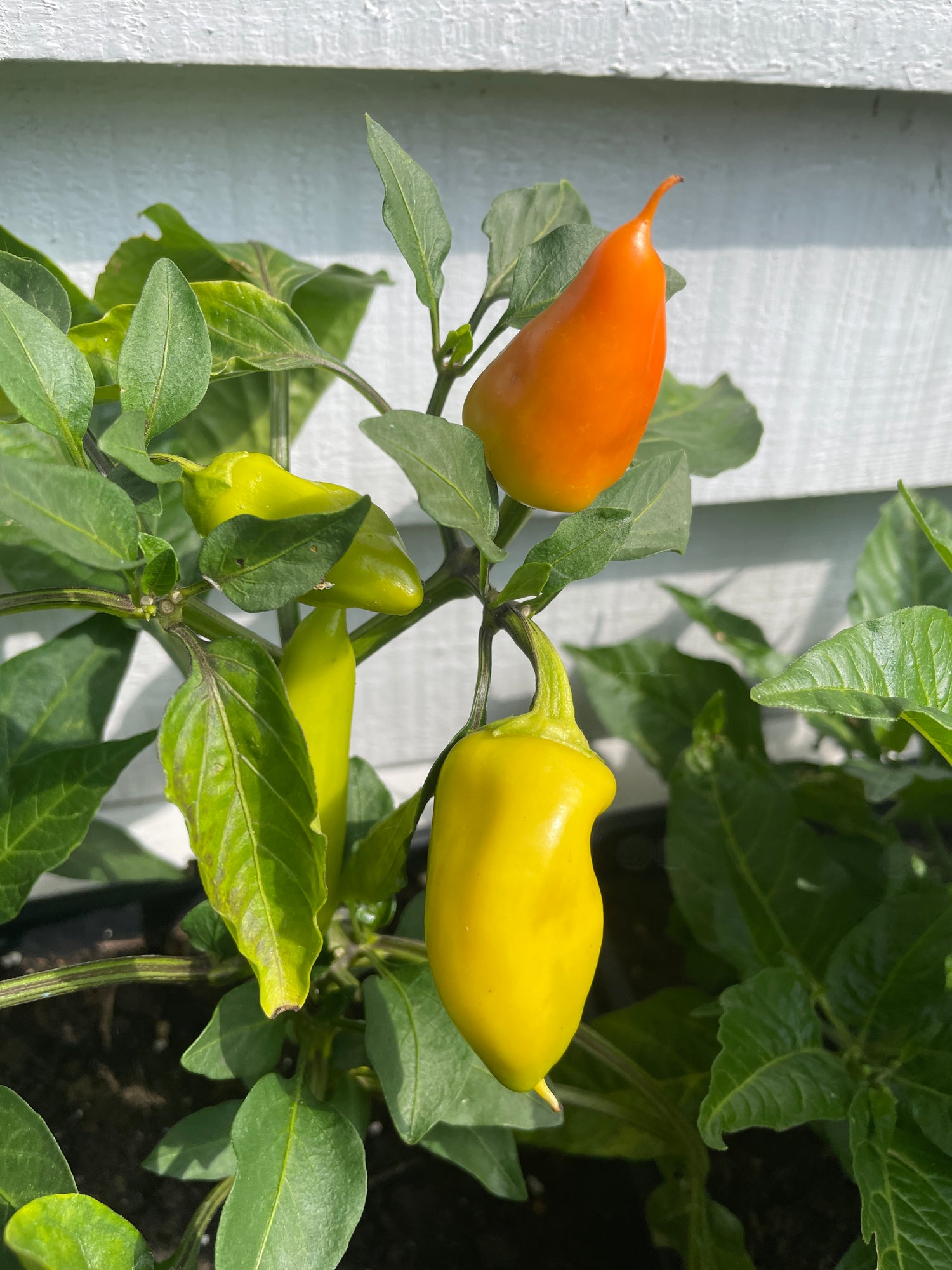 Hungarian Hot Wax Chilli plant with ripe yellow and orange pods growing on a green stem.