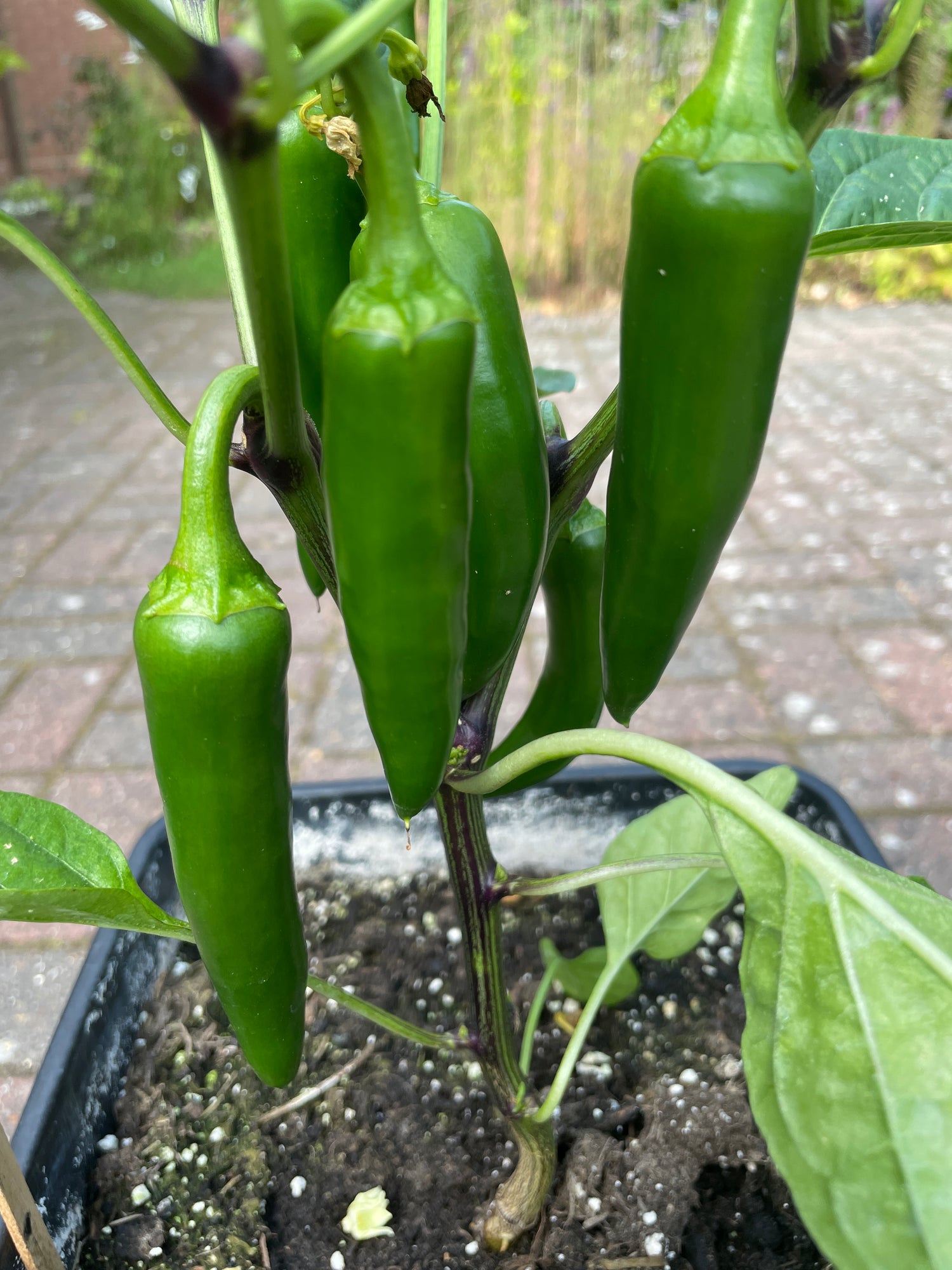 Fresh green jalapeno chillies growing on a plant, Capsicum annuum, in a garden setting.