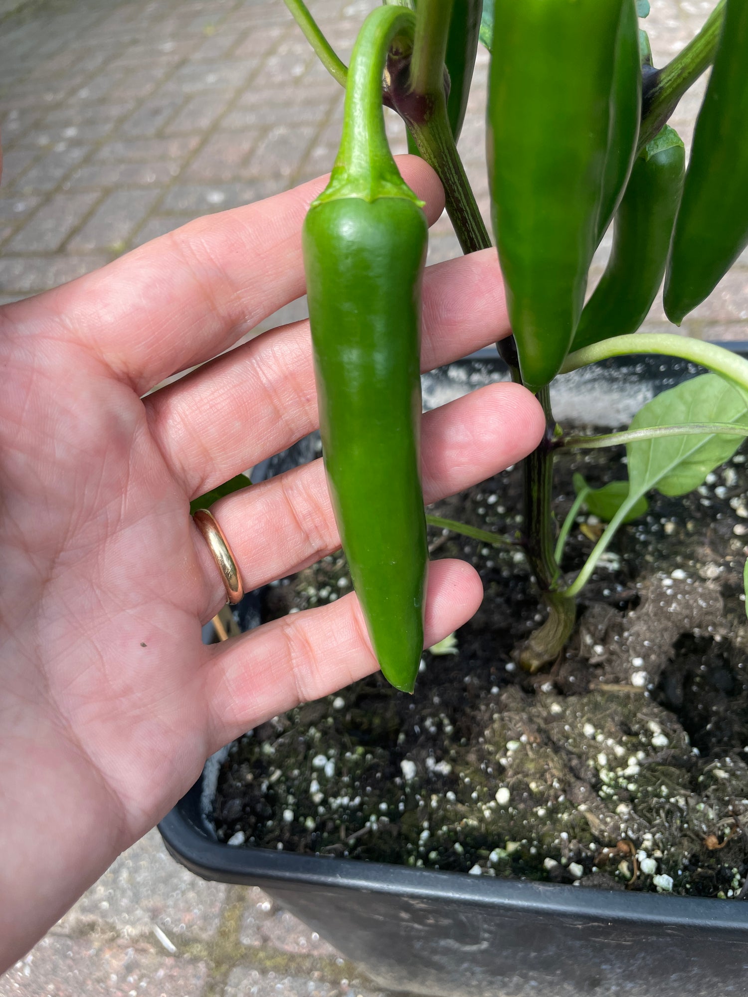 Hand holding a green jalapeno chili on a plant in a pot, highlighting pod size and growth stage of Capsicum Annuum.