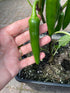 Hand holding a green jalapeno chili on a plant in a pot, highlighting pod size and growth stage of Capsicum Annuum.