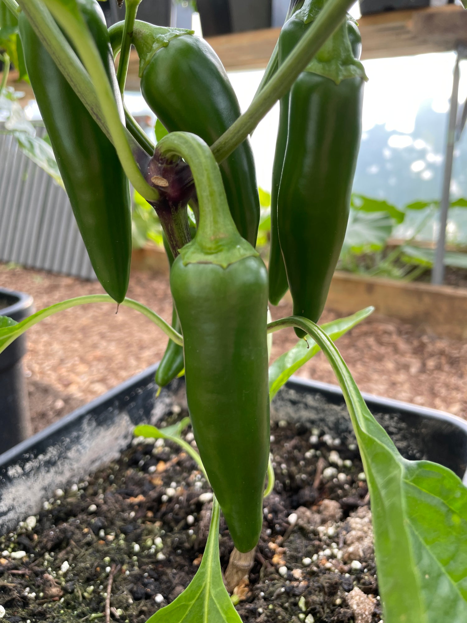 Green Jalapeno Early Chilli plant growing in a pot, displaying elliptical shaped pods, originating from Xalapa, Mexico.
