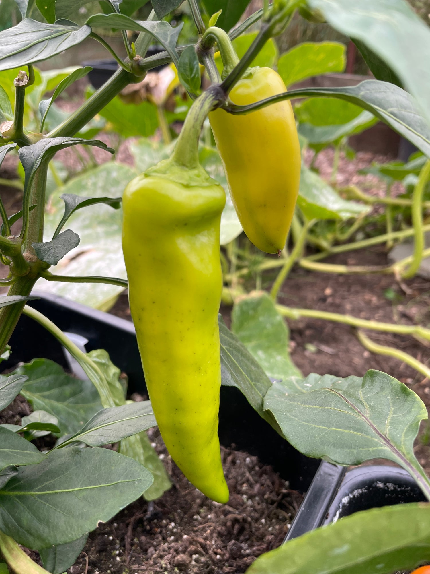 Hungarian Hot Wax Chilli peppers growing on a plant, showcasing their vibrant yellow color and elongated shape.