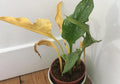 A potted plant with green and some wilted yellow leaves may have Red Spider Mites. Protect your plant with Red Spider Mite Slow release sachets (Amblyseius Andersoni) from ladybirdplantcare.co.uk.