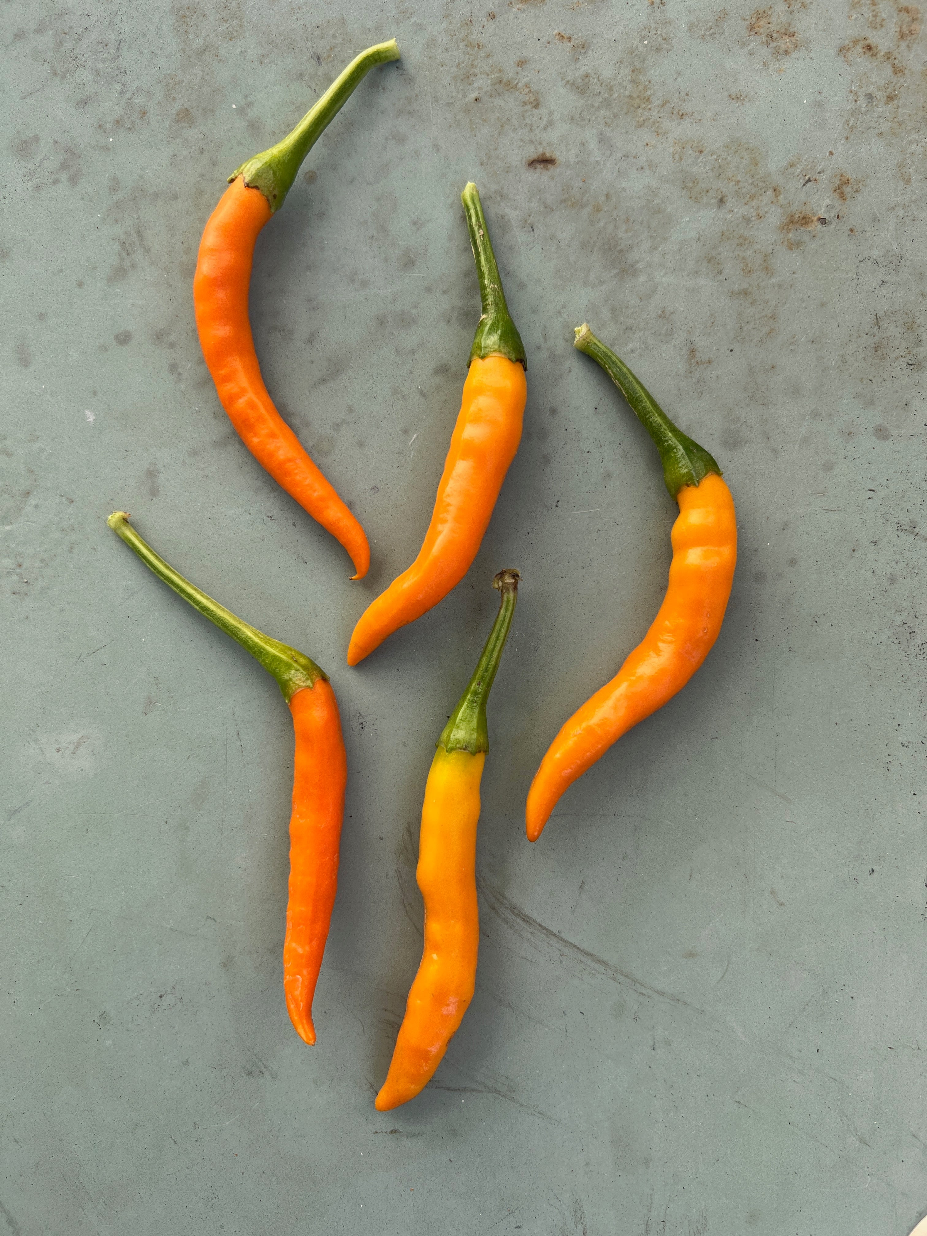 Five orange Kilian chilli peppers with green stems on a textured surface.