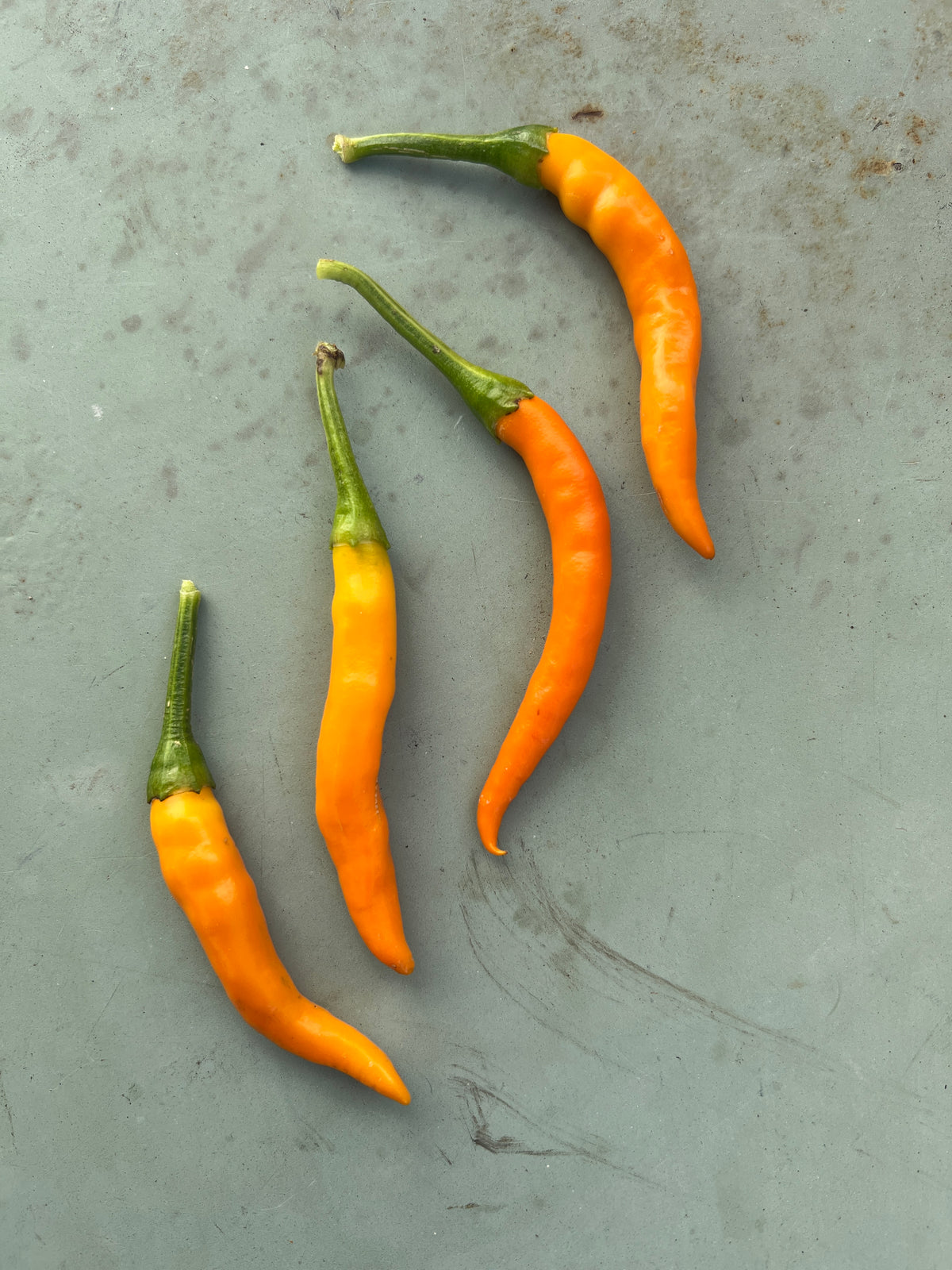 Kilian Chilli