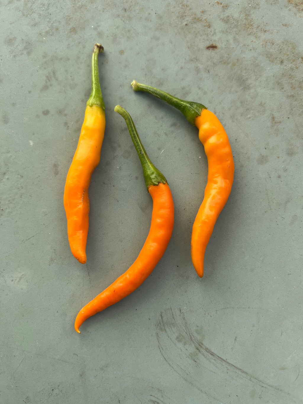 Kilian Chilli