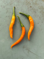 Kilian Chilli