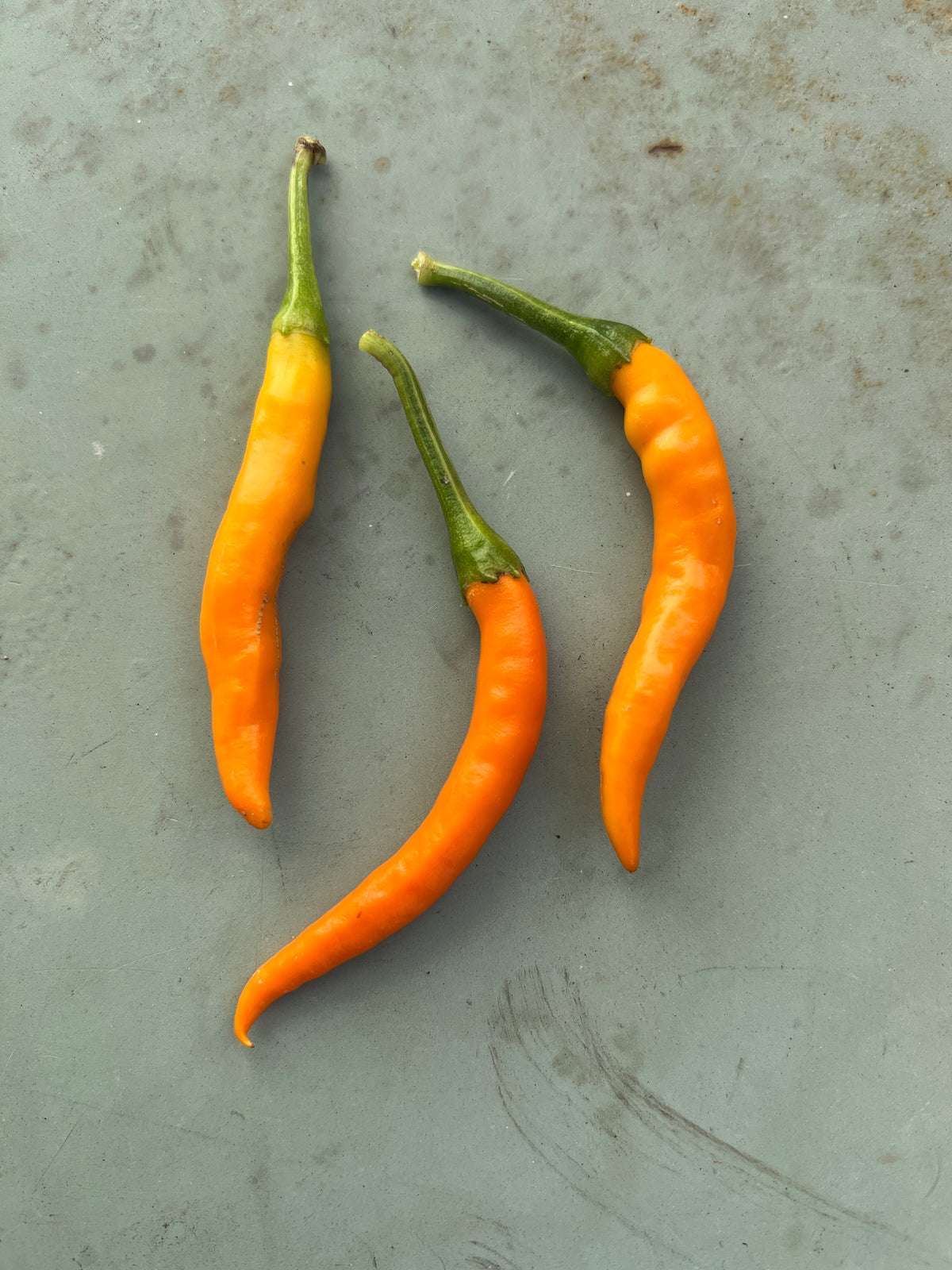 Kilian Chilli