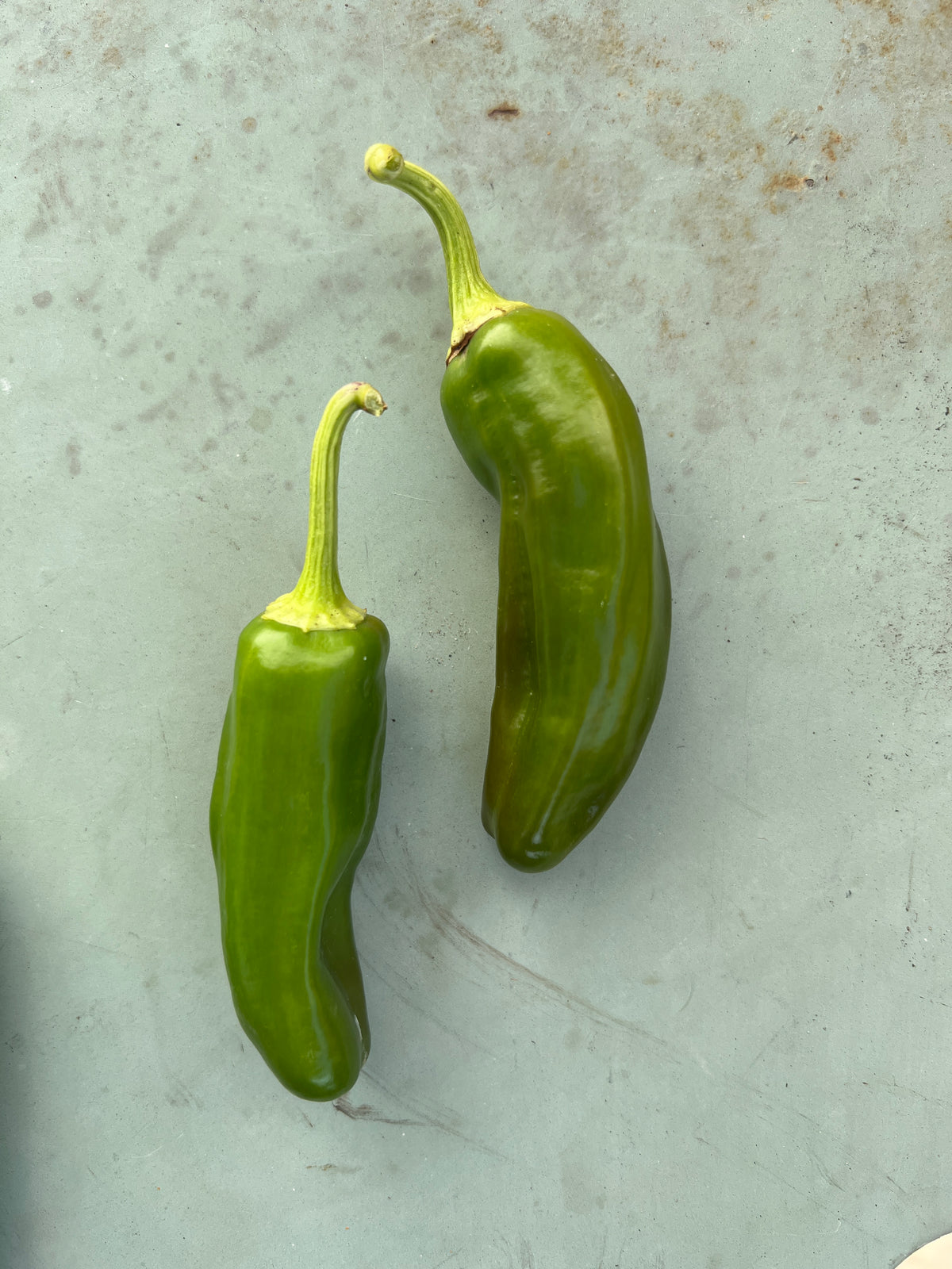 Padron Chilli