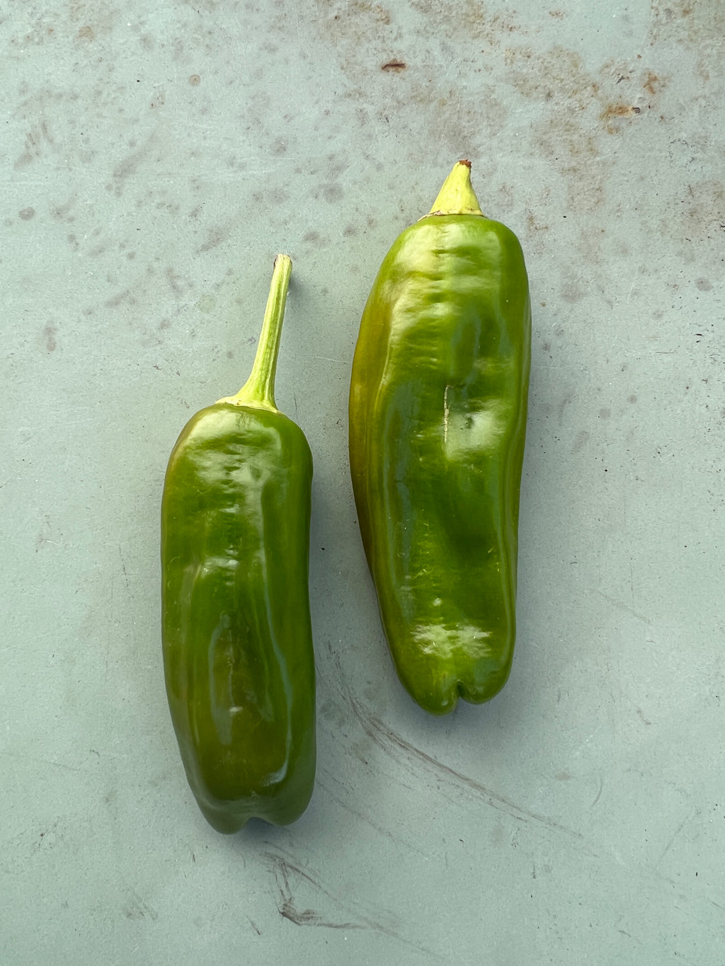 Padron Chilli