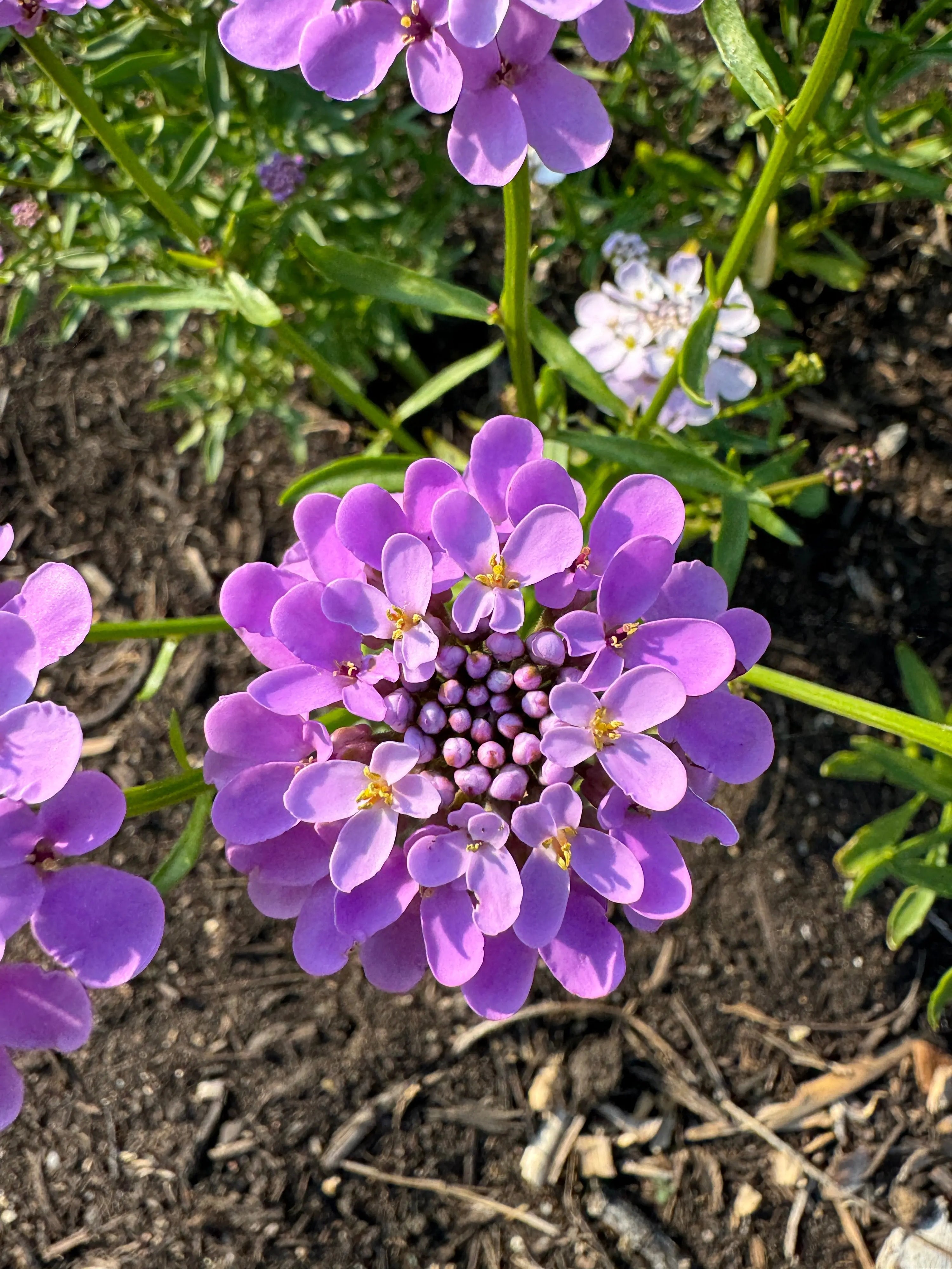 Close-up of vibrant purple Candytuft Crown Mixed from Bishy Barnabees Cottage Garden Ltd, with rounded petals and central buds—ideal for butterfly gardens, surrounded by green leaves and soil.