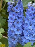 Delphinium Pacific Giant Summer Skies – two tall spikes of sky-blue flowers