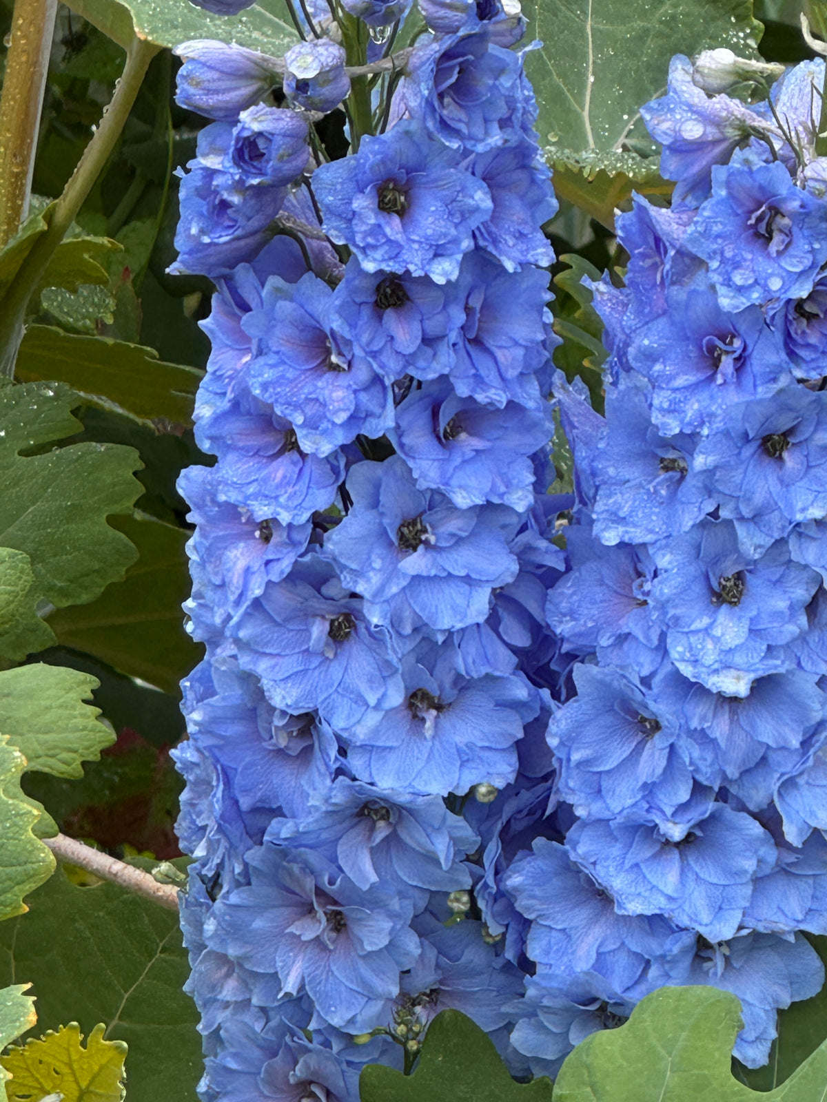 Delphinium Pacific Giant Summer Skies – two tall spikes of sky-blue flowers