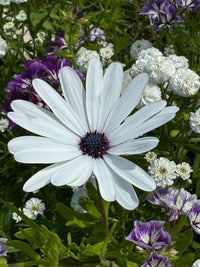 Close-up of an African Daisy, its white petals and dark purple center stand out among green leaves. Grown from Bishy Barnabees Cottage Garden's Osteospermum Sky and Ice seeds, this striking bloom adds beauty to any garden.